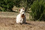 SCOTTISH TERRIER 264